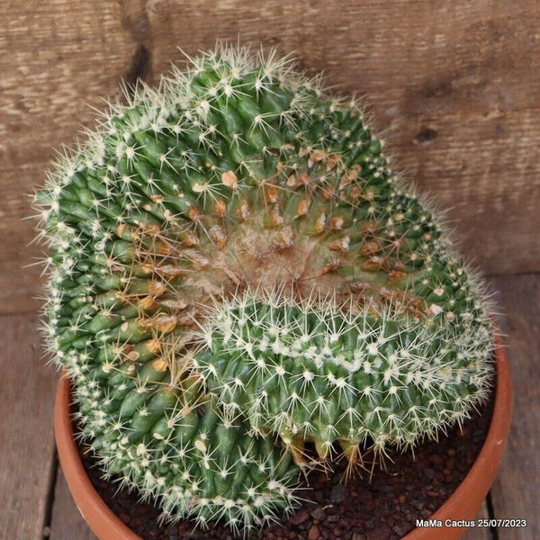 ECHINOCACTUS GRUSONII CRESTED