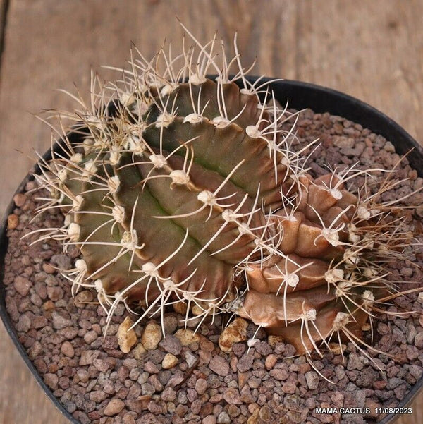 GYMNOCALYCIUM MIHANOVICHII