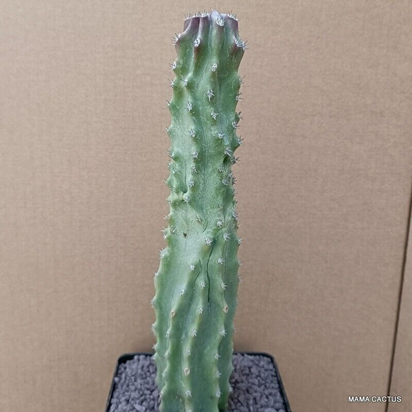 LOPHOCEREUS SCHOTTII