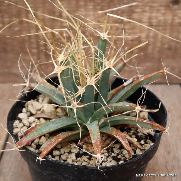 LEUCHTENBERGIA PRINCIPIS