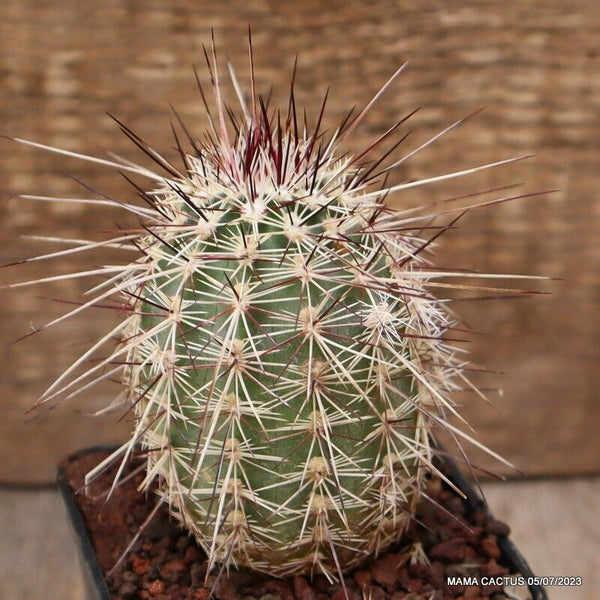 A8167 ECHINOCEREUS CLORANTUS pot7 H9-W5 cm MaMa Cactus flower