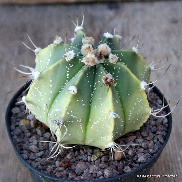 ASTROPHYTUM CAPRICORNE