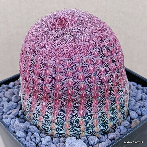 ECHINOCEREUS RIGIDISSIMUS RUBRISPINUS