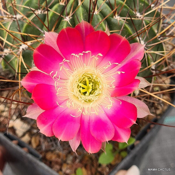 M150 LOBIVIA ACANTHOPLEGMA VACASENSIS WR 261 pot 10 cm  MaMa Cactus