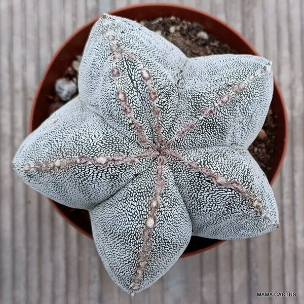 ASTROPHYTUM ONZUKA VERY OLD