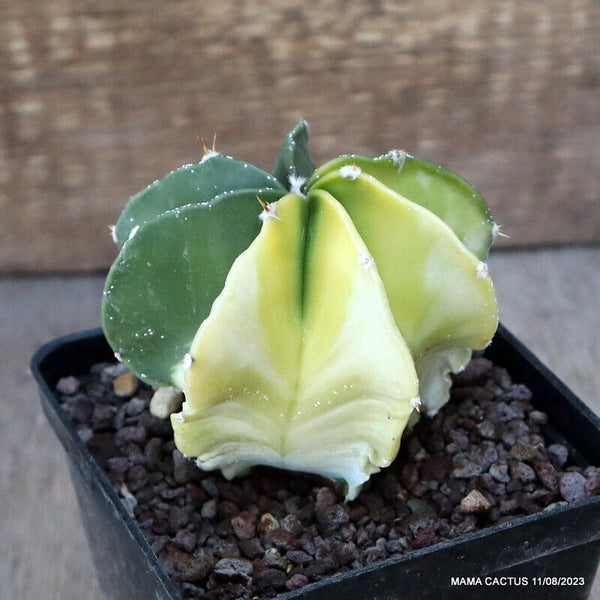 ASTROPHYTUM ORNATUM VARIEGATED