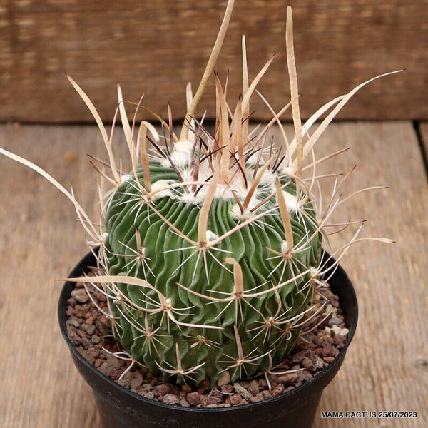 ECHINOFOSSULOCACTUS LAMELLOSUS