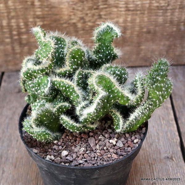 A5621 OPUNTIA SUBULATA CRESTED pot12-H12-W14 cm MaMa Cactus