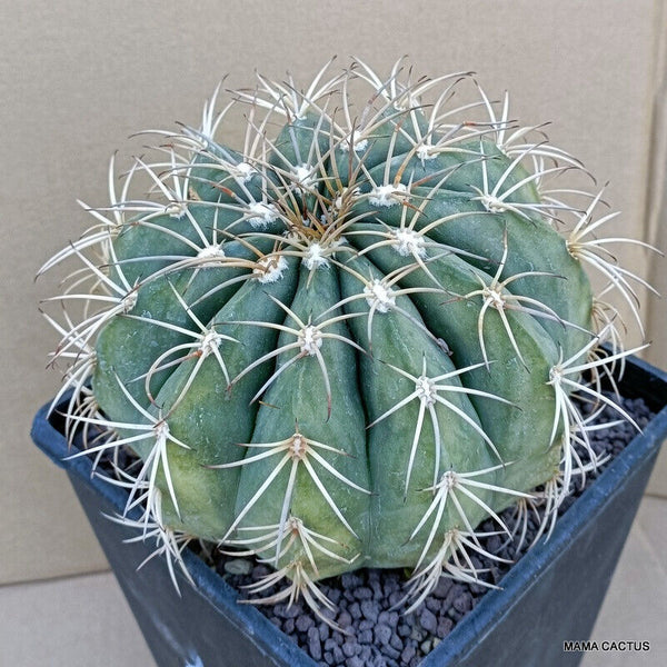 MELOCACTUS PERUVIANUS