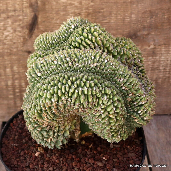 GYMNOCALYCIUM BALDIANUM CRESTED GRAFTED