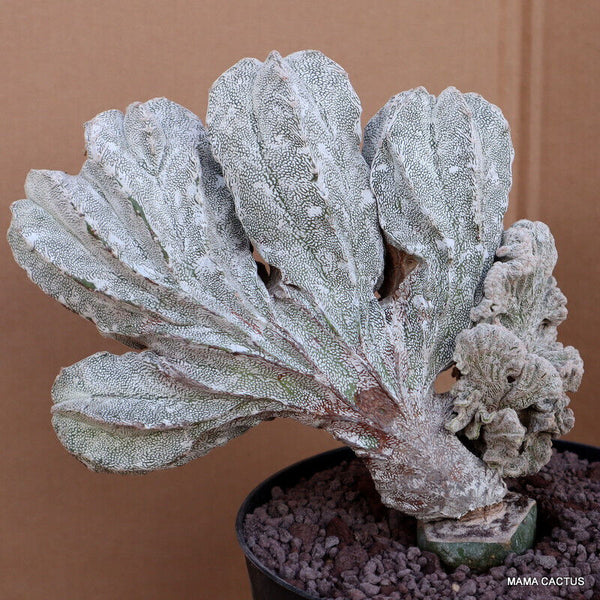 ASTROPHYTUM ONZUKA CRESTED GRAFTED