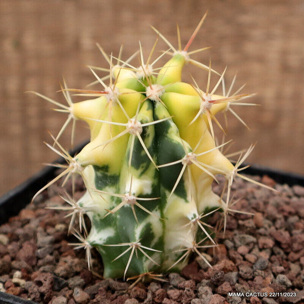 FEROCACTUS HYBRID VARIEGATED