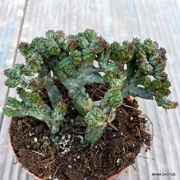 EUPHORBIA ENOPLA CRESTED MONSTER