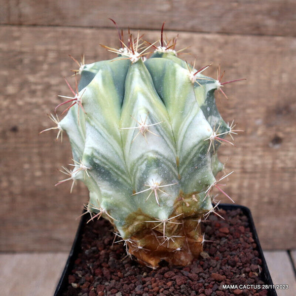 FEROCACTUS HYBRID VARIEGATED