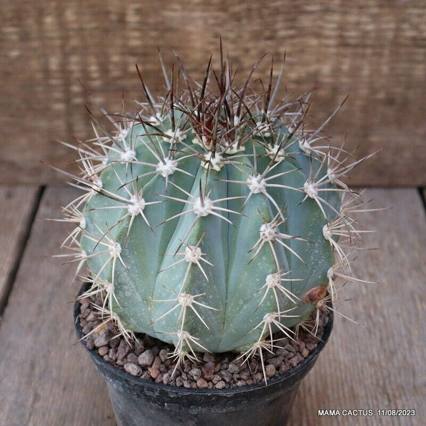 MELOCACTUS AZUREUS