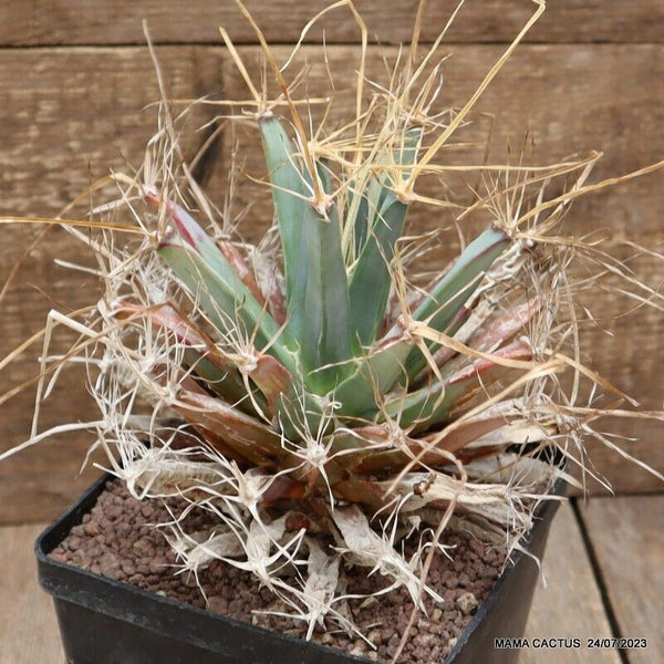 LEUCHTENBERGIA PRINCIPIS OLD