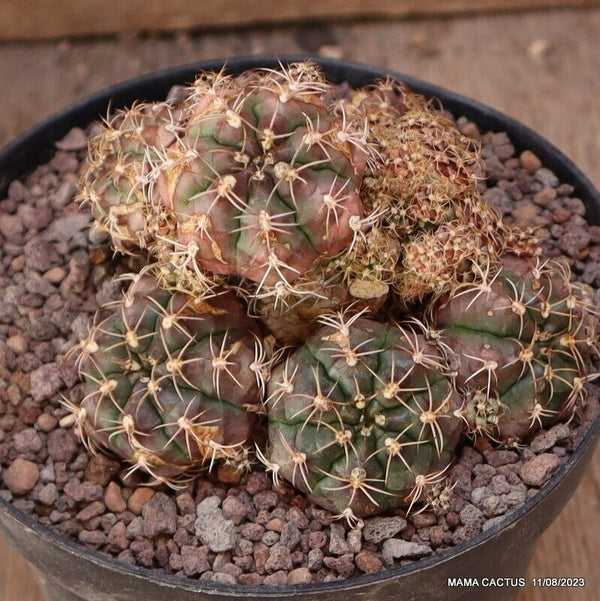 GYMNOCALYCIUM MIHANOVICHII