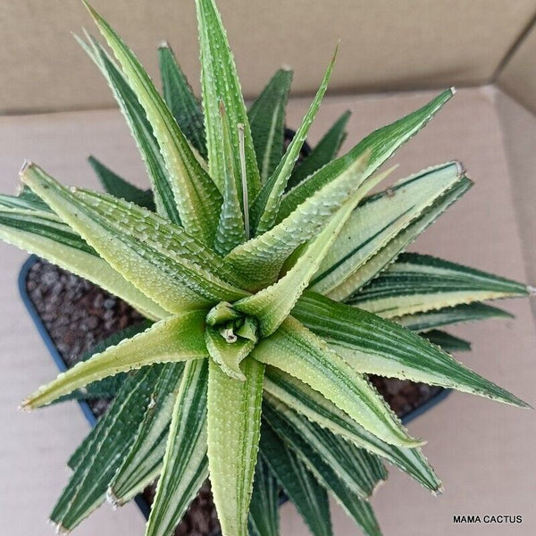 A6558 HAWORTHIA LIMIFOLIA VARIEGATED pot10-H15-W15 cm MaMa Cactus