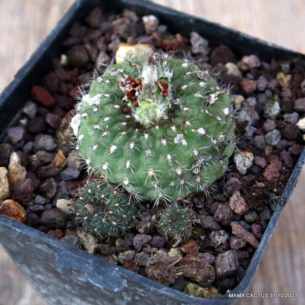 D727 FRAILEA PYGMAEA pot7-H3-W5 cm MaMa Cactus