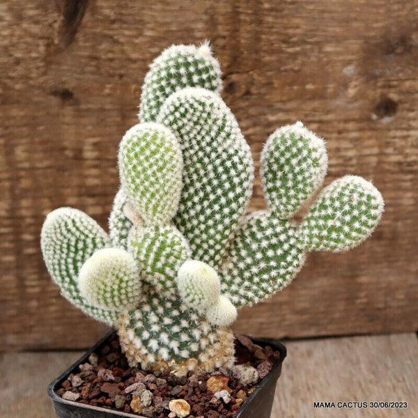 A3435 OPUNTIA BASILARIS pot7-H15-W13 cm MaMa Cactus