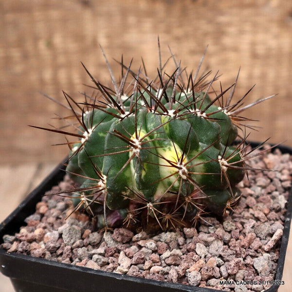 NEOPORTERIA OCCULTA VARIEGATED