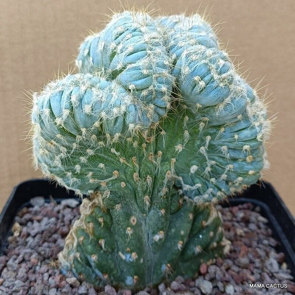 PILOSOCEREUS AZUREUS CRESTED