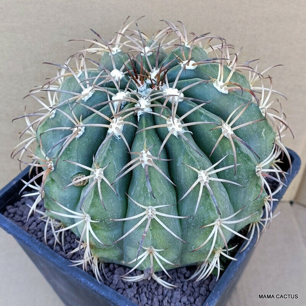 MELOCACTUS PERUVIANUS