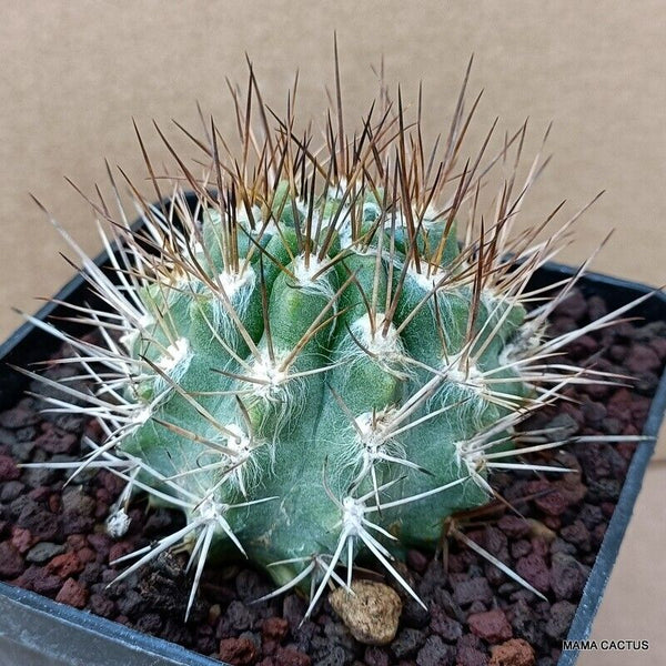 NEOPORTERIA ECHINUS V. FLOCCOSA