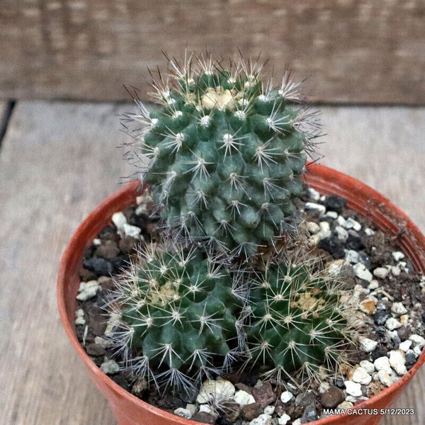 MATUCANA TUBERCULATA