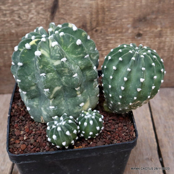 A6828 ECHINOPSIS SUBDENUDATA VARIEGATED pot14-H14-W20 cm MaMa Cactus