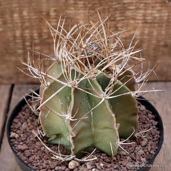 ASTROPHYTUM CAPRICORNE