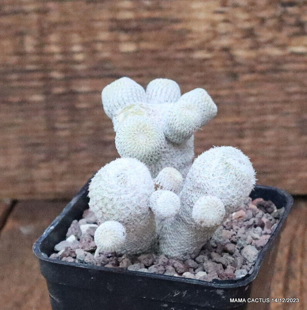 EPITHELANTHA MICROMERIS MONSTER