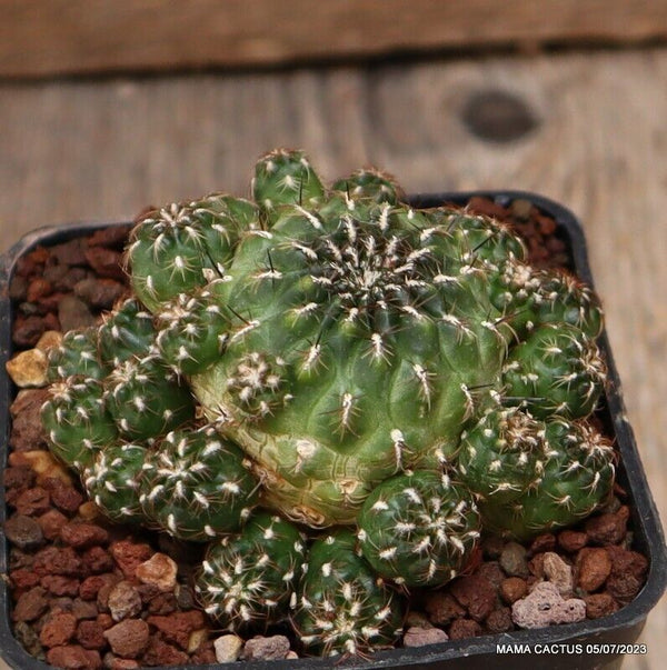 SULCOREBUTIA TOTORENSIS