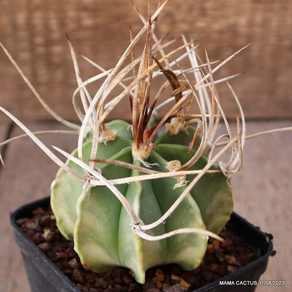 ASTROPHYTUM CAPRICORNE NUDUM