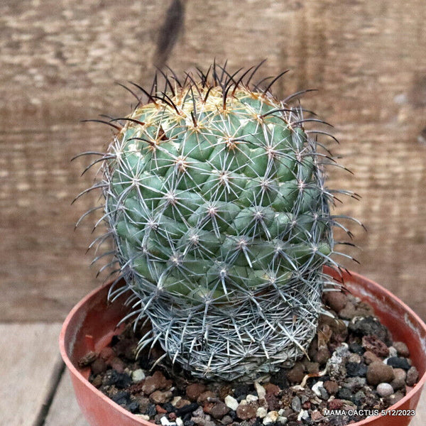 D2821 CORYPHANTHA CORNIFERA pot14-H13-W9 cm MaMa Cactus