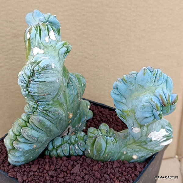 MYRTILLOCACTUS GEOMETRIZANS CRESTED