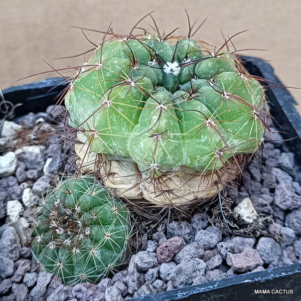 NOTOCACTUS OTTONIS