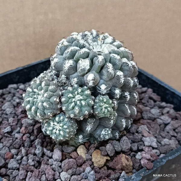 NEOPORTERIA NAPINA PROLIFICA