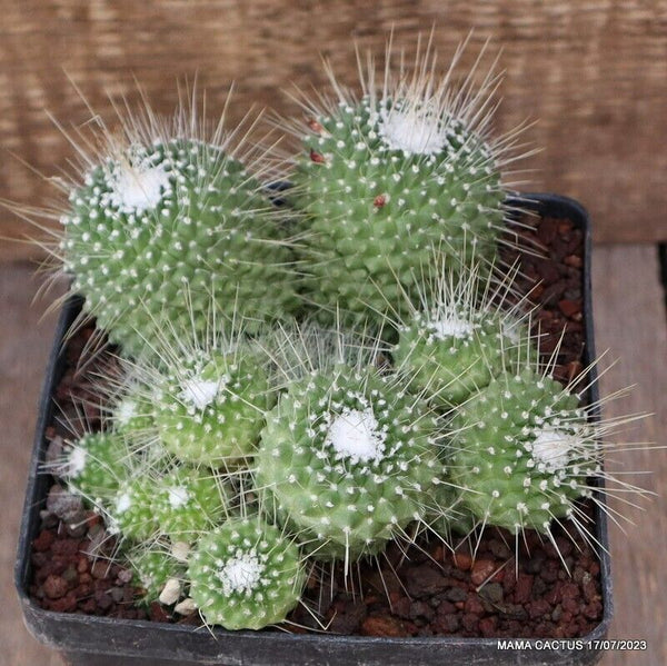 MAMMILLARIA SPINOSISSIMA UNPICO CRESTED