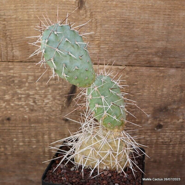 A6988 OPUNTIA SULPHUREA pot12-H23-W8 cm MaMa Cactus