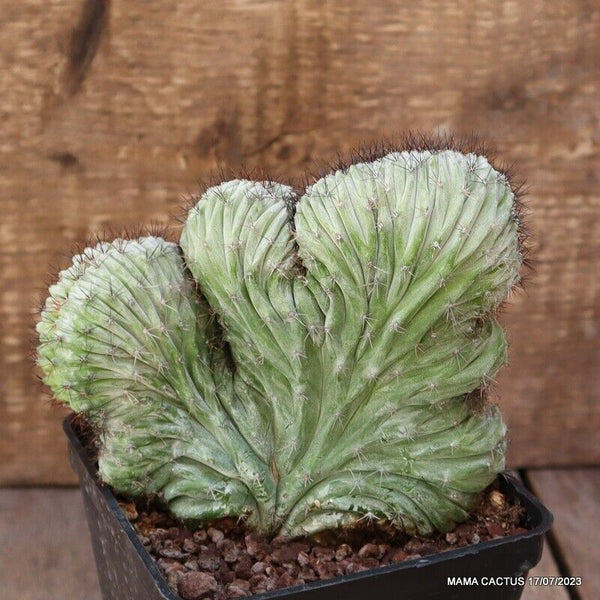 POLASKIA CHICHIPE CRESTED