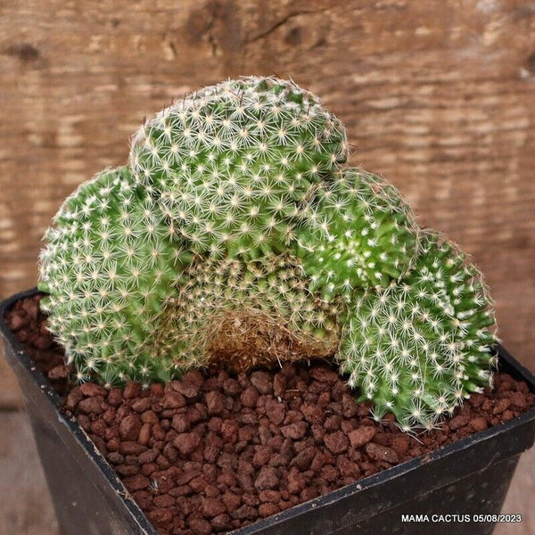 MAMMILLARIA MATUDAE CRESTED