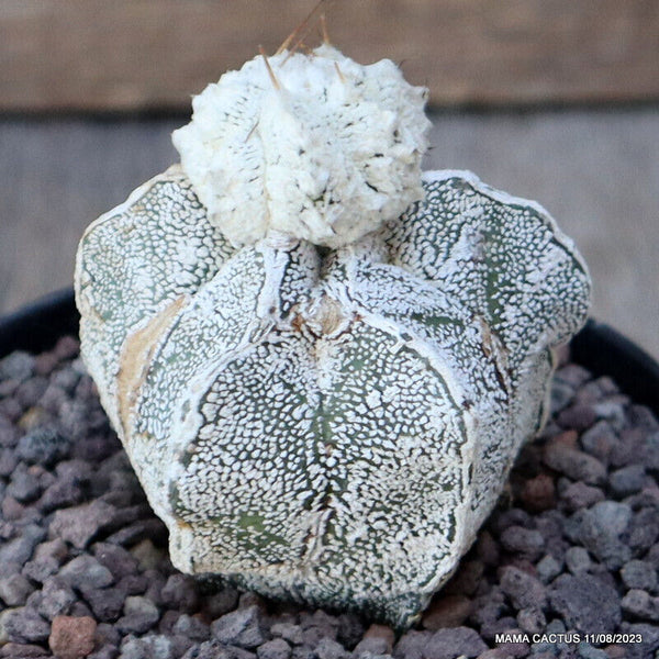 ASTROPHYTUM ONZUKA SPECIAL