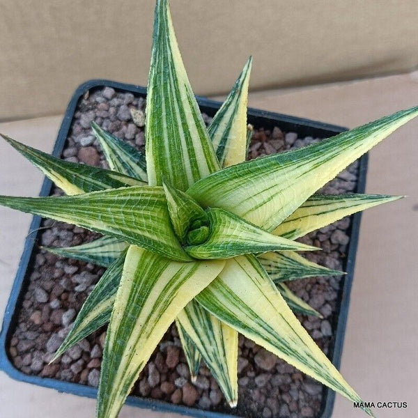 A6556 HAWORTHIA LIMIFOLIA VARIEGATED pot10-H10-W12 cm MaMa Cactus