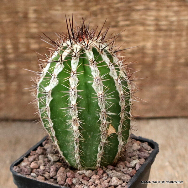 A8465 ECHINOPSIS HAKU-JO pot7-H9,5-W5,5 cm MaMa Cactus