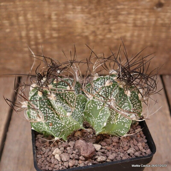 ASTROPHYTUM CAPRICORNE DICHOTOMIC