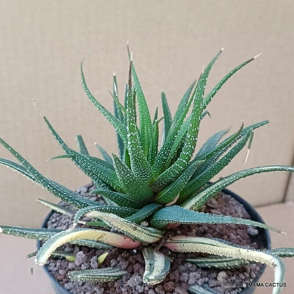 A9847 HAWORTHIA ATTENUATA VARIEGATED pot12-H13-W19 cm MaMa Cactus