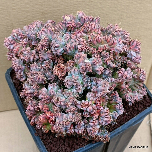 MYRTILLOCACTUS GEOMETRIZANS STRICTUS