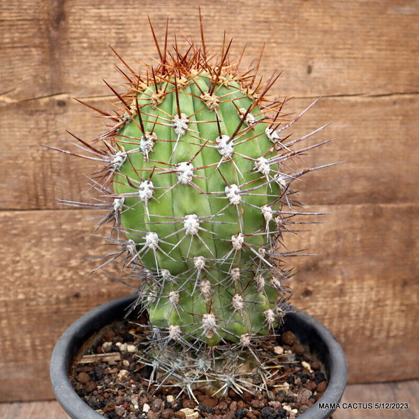 TRICHOCEREUS PACHANOI LONG SPINES