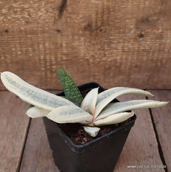 D1763 GASTERIA VERRUCOSA VARIEGATED WHITE pot10-H10-W23 cm MaMa Cactus